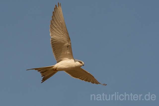 W22131 Schwalbenschwanzaar im Flug, African Swallow-tailed Kite flying, Scissor-tailed Kite - Peter Wächtershäuser