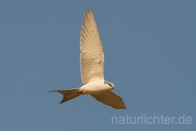 W22132 Schwalbenschwanzaar im Flug, African Swallow-tailed Kite flying, Scissor-tailed Kite