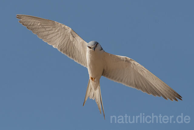 W22133 Schwalbenschwanzaar im Flug, African Swallow-tailed Kite flying, Scissor-tailed Kite