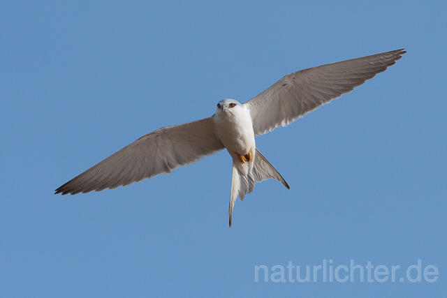 W22134 Schwalbenschwanzaar im Flug, African Swallow-tailed Kite flying, Scissor-tailed Kite