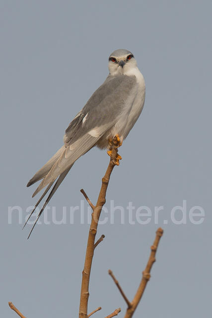 W22139 Schwalbenschwanzaar,African Swallow-tailed Kite,Scissor-tailed Kite - Peter Wächtershäuser