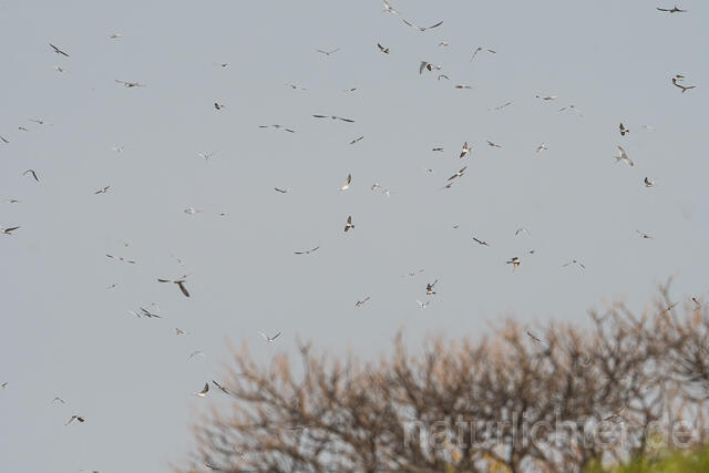 W22141 Schwalbenschwanzaar,African Swallow-tailed Kite,Scissor-tailed Kite - Peter Wächtershäuser