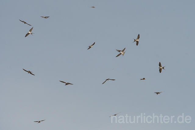 W22143 Schwalbenschwanzaar,African Swallow-tailed Kite,Scissor-tailed Kite - Peter Wächtershäuser