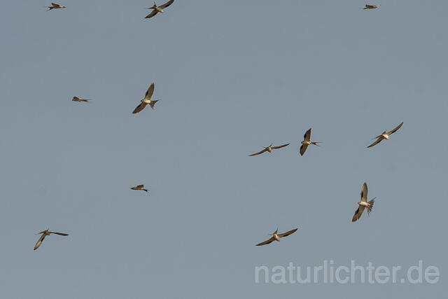 W22144 Schwalbenschwanzaar,African Swallow-tailed Kite,Scissor-tailed Kite - Peter Wächtershäuser