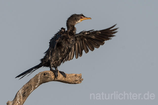 W22317 Riedscharbe, Long-tailed Cormorant - Peter Wächtershäuser