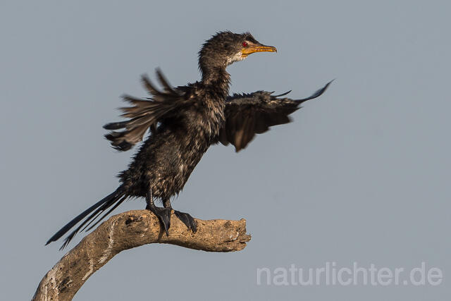 W22318 Riedscharbe, Long-tailed Cormorant - Peter Wächtershäuser
