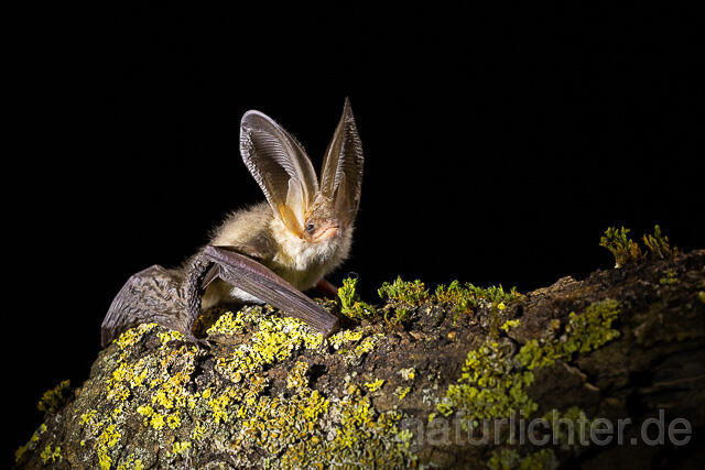 R15301 Braunes Langohr, Brown Long-eared Bat