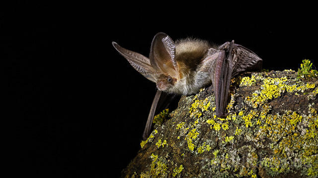 R15302 Braunes Langohr, Brown Long-eared Bat