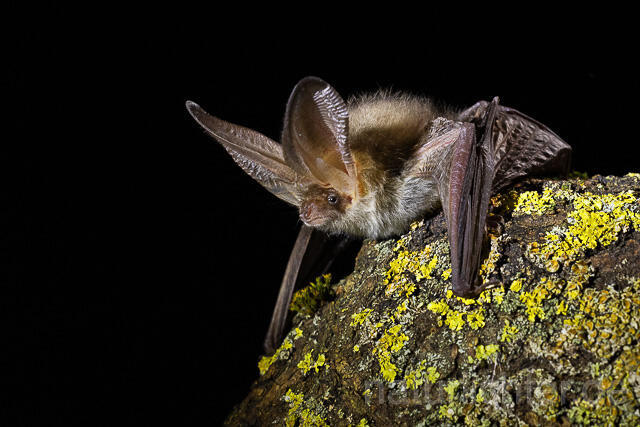 R15303 Braunes Langohr, Brown Long-eared Bat - Christoph Robiller