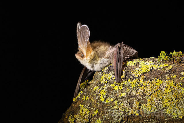 R15304 Braunes Langohr, Brown Long-eared Bat