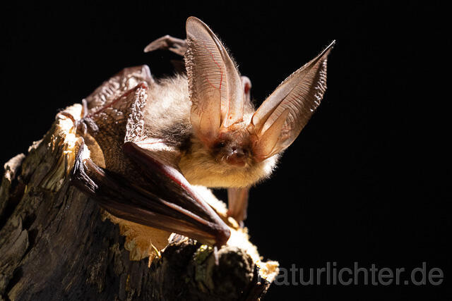 R15295 Braunes Langohr, Brown Long-eared Bat - Christoph Robiller