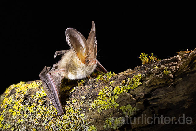 R15297 Braunes Langohr, Brown Long-eared Bat - Christoph Robiller