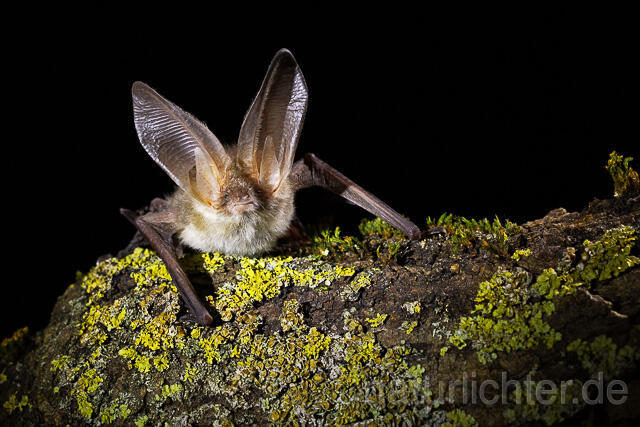 R15298 Braunes Langohr, Brown Long-eared Bat