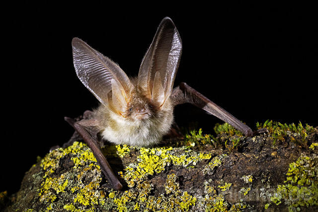 R15299 Braunes Langohr, Brown Long-eared Bat