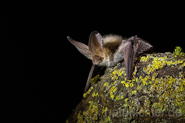 R15306 Braunes Langohr, Brown Long-eared Bat - Christoph Robiller