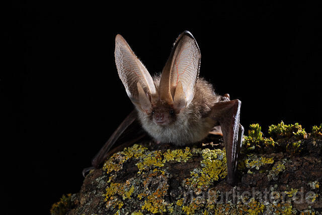 R15309 Braunes Langohr, Brown Long-eared Bat - Christoph Robiller
