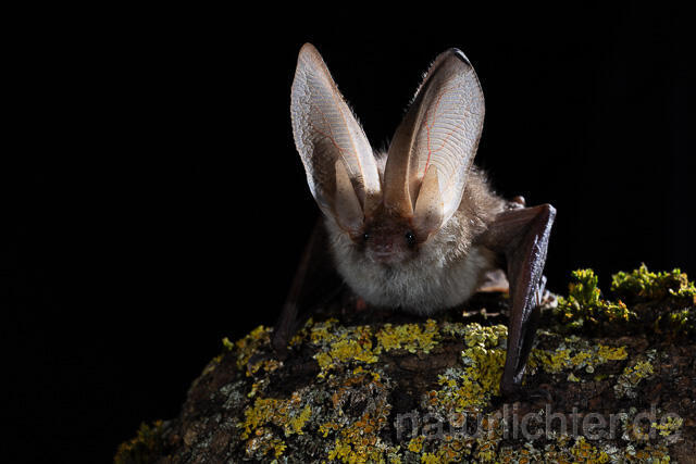 R15310 Braunes Langohr, Brown Long-eared Bat - Christoph Robiller