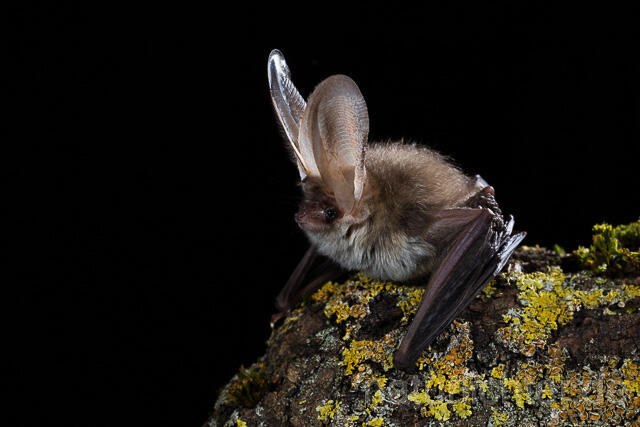R15312 Braunes Langohr, Brown Long-eared Bat