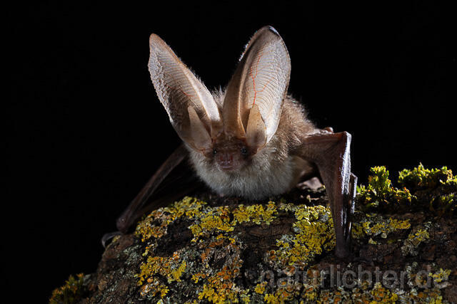 R15307 Braunes Langohr, Brown Long-eared Bat - Christoph Robiller