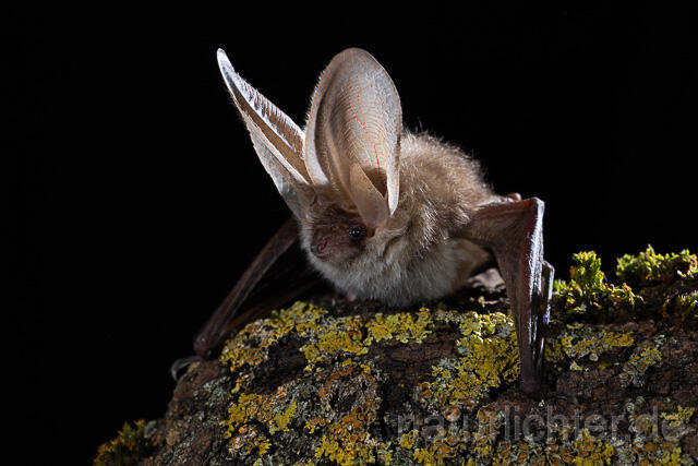R15308 Braunes Langohr, Brown Long-eared Bat - Christoph Robiller