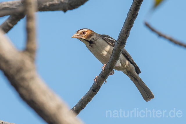 W22419 Kastanienscheitelweber, Chestnut-crowned Sparrow-weaver