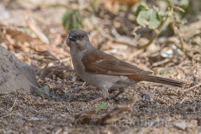 W22439 Graukopfsperling, Grey-headed Sparrow