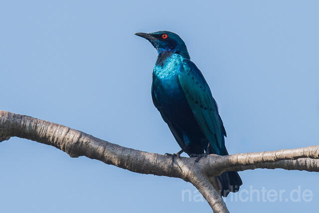 W22545 Messingglanzstar, Lesser Blue-eared Glossy-Starling