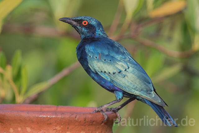 W22546 Messingglanzstar, Lesser Blue-eared Glossy-Starling