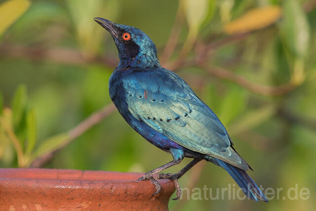W22547 Messingglanzstar, Lesser Blue-eared Glossy-Starling