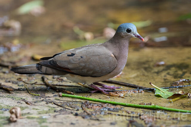 W22586 Stahlflecktaube, Blue-spotted Wood Dove