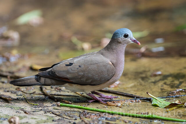W22587 Stahlflecktaube, Blue-spotted Wood Dove