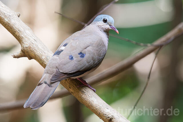 W22588 Stahlflecktaube, Blue-spotted Wood Dove