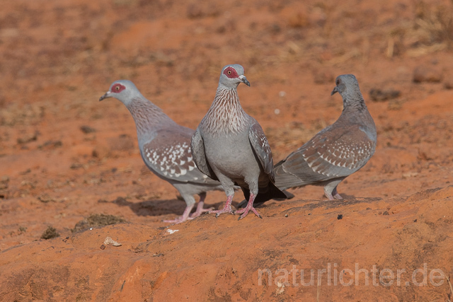 W22628 Guineataube, Speckled Pigeon - Peter Wächtershäuser