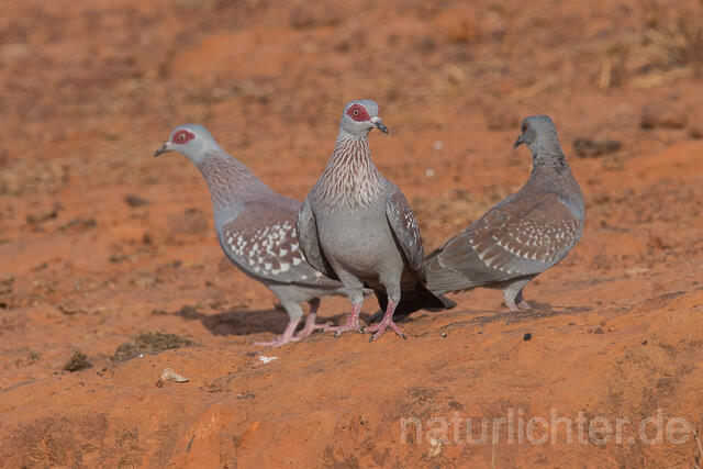 W22628 Guineataube, Speckled Pigeon