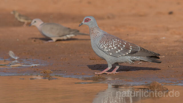 W22630 Guineataube, Speckled Pigeon
