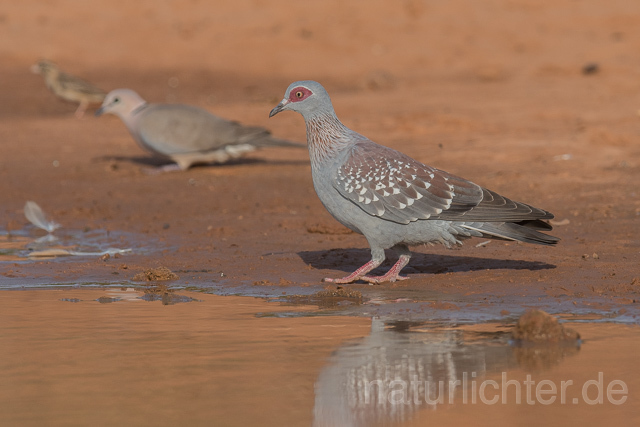 W22631 Guineataube, Speckled Pigeon - Peter Wächtershäuser