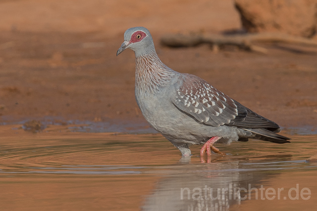 W22632 Guineataube, Speckled Pigeon - Peter Wächtershäuser