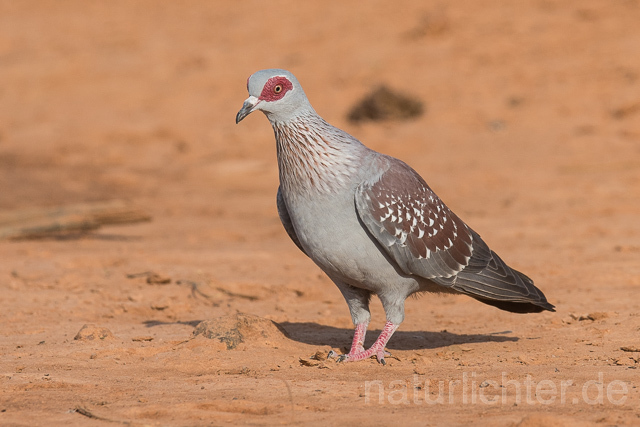 W22634 Guineataube, Speckled Pigeon - Peter Wächtershäuser