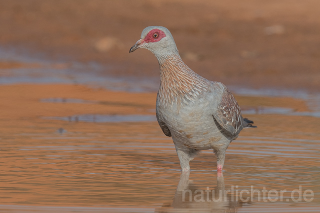 W22636 Guineataube, Speckled Pigeon - Peter Wächtershäuser