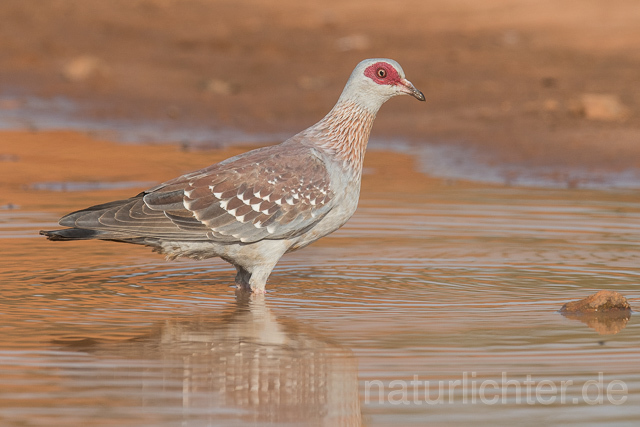 W22638 Guineataube, Speckled Pigeon - Peter Wächtershäuser