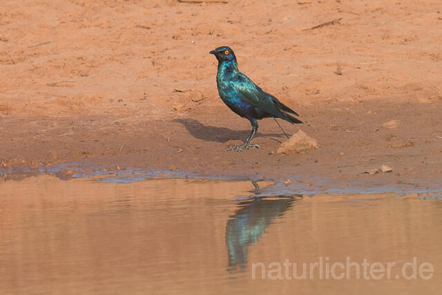 W22538 Messingglanzstar, Lesser Blue-eared Glossy-Starling