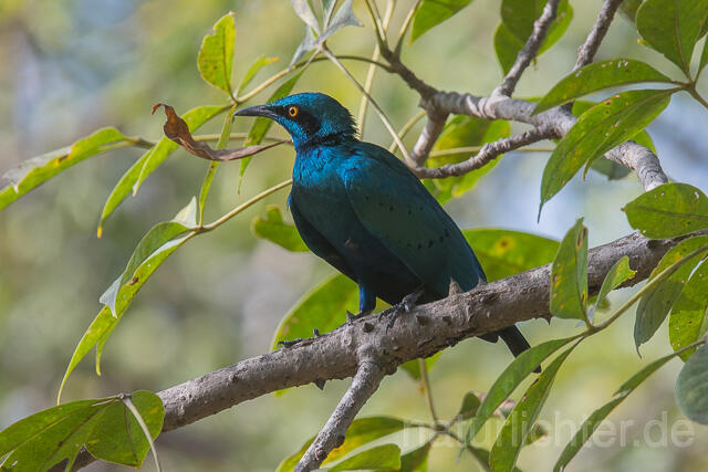 W22539 Messingglanzstar, Lesser Blue-eared Glossy-Starling