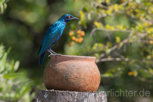 W22540 Messingglanzstar, Lesser Blue-eared Glossy-Starling