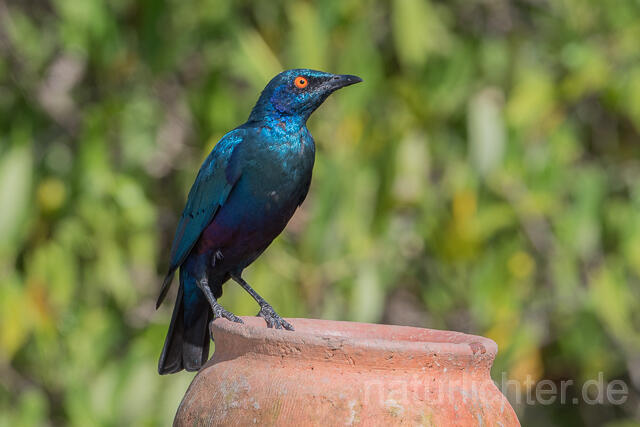 W22542 Messingglanzstar, Lesser Blue-eared Glossy-Starling