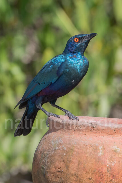 W22543 Messingglanzstar, Lesser Blue-eared Glossy-Starling