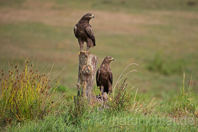 R15349 Schreiadler, Paar, Lesser Spotted Eagle couple - Christoph Robiller