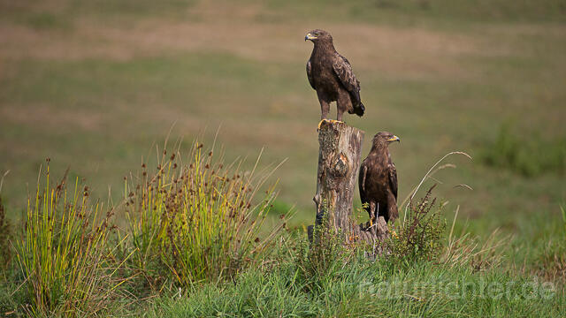 R15351 Schreiadler, Paar, Lesser Spotted Eagle couple - Christoph Robiller