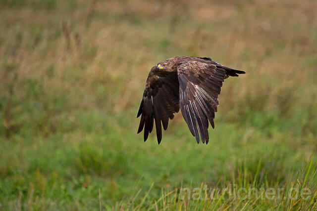 R15354 Schreiadler im Flug, Lesser Spotted Eagle flying - Christoph Robiller