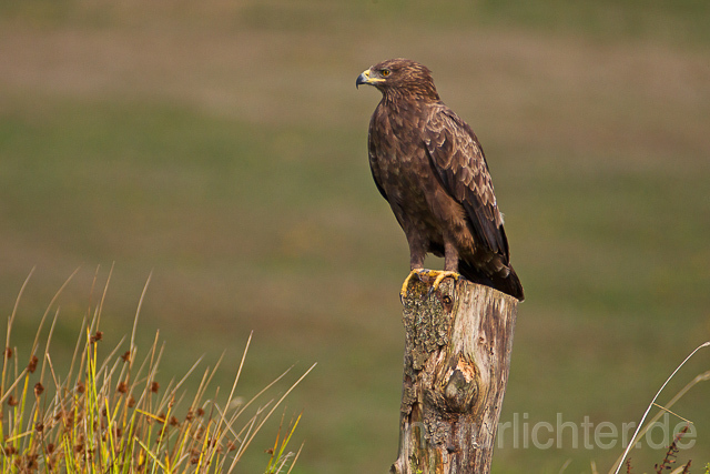 R15361 Schreiadler, Lesser Spotted Eagle - Christoph Robiller