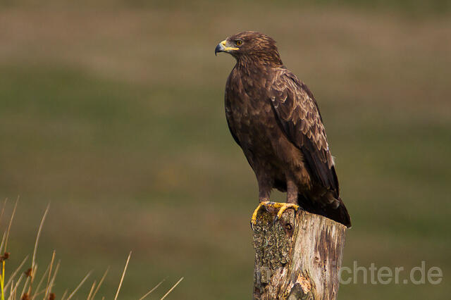 R15362 Schreiadler, Lesser Spotted Eagle - Christoph Robiller